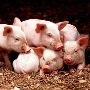五莲生猪价格爆涨为什么养殖户压力反而增大